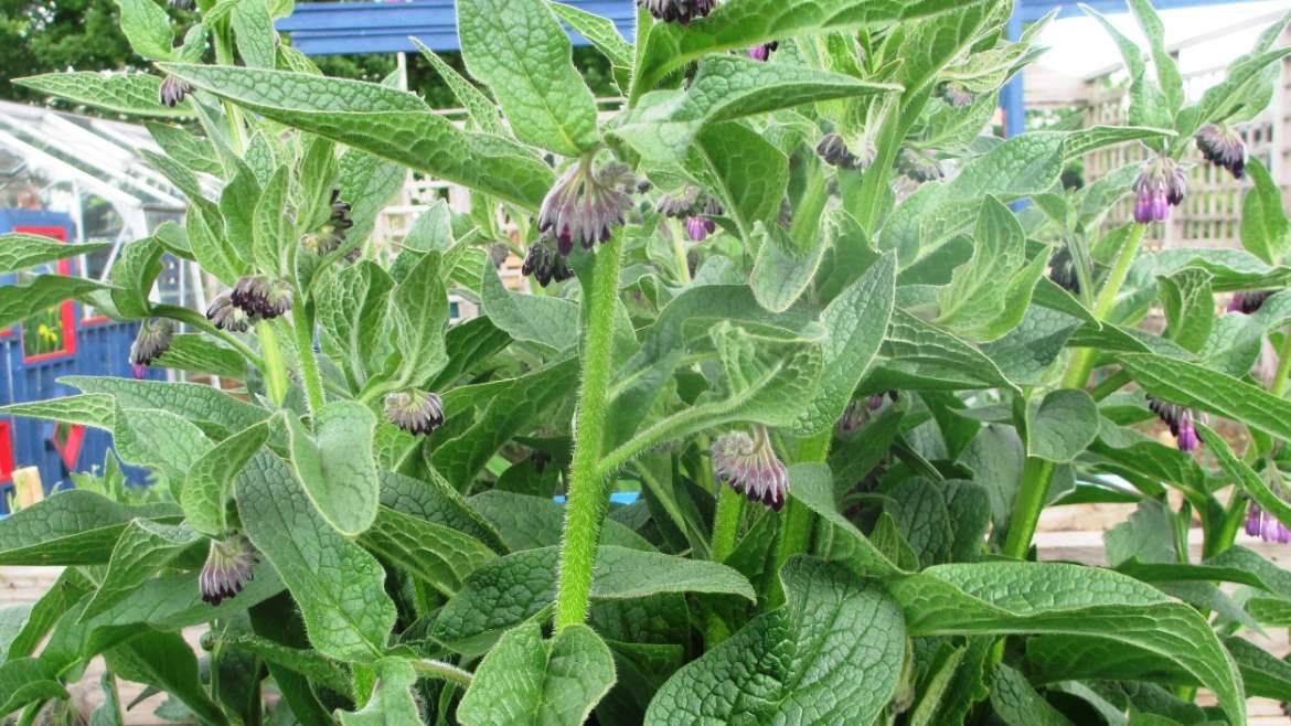 Comfrey plants growing at my allotment