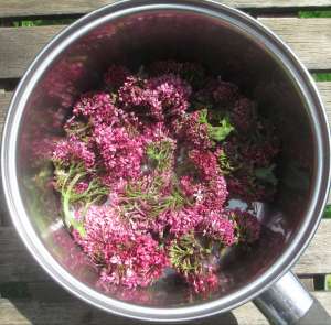 Cornish Valerian in the dyepot