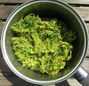 Alexanders in the dyepot