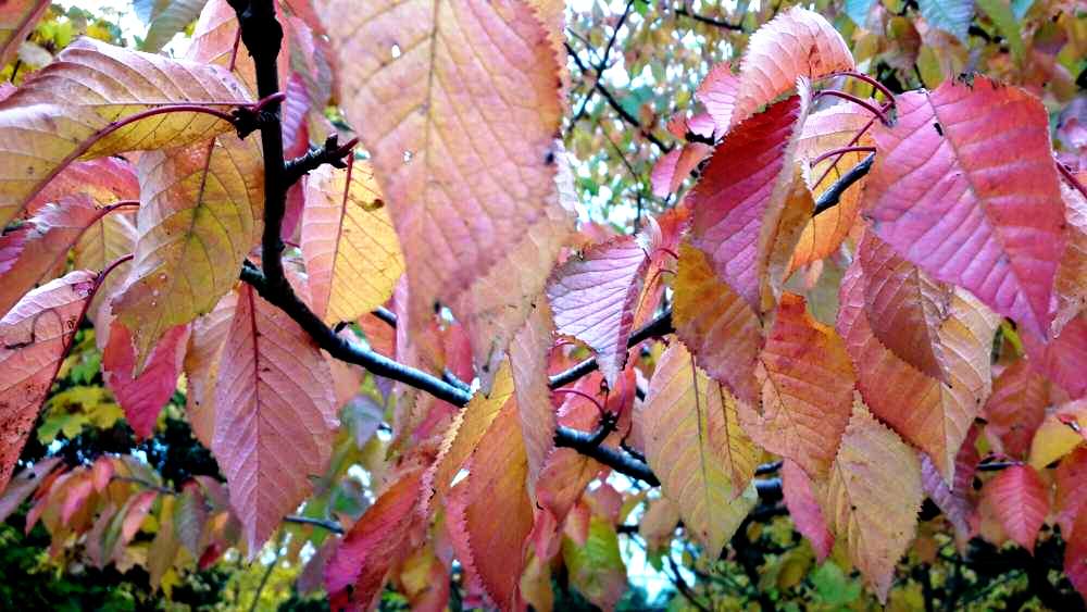 Autumn leaves - yellow to red... plus brown