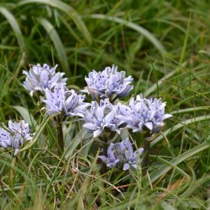 Scilla verna or the Spring Squill on Trevose Head (c) Madeleine Jude Ltd 2017