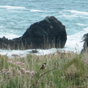 Stonechat on the east side of Trevose Head (c) Madeleine Jude Ltd 2017