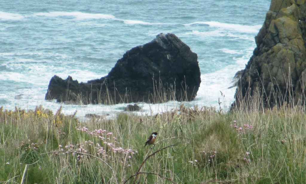 Stonechat on the east side of Trevose Head 
