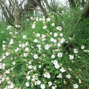 Silene uniflora or sea campion growing in a dry stone wall along the Trevose Head footpath (c) Madeleine Jude Ltd