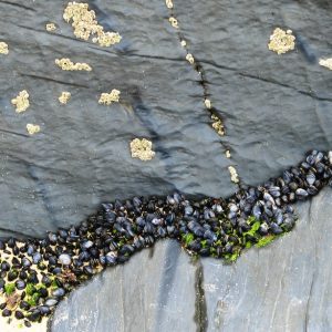 Slate rocks and mussels on Boobey's Bay (c) Madeleine Jude ltd 2017